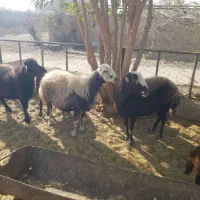 حیوانات مزرعه