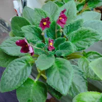 فروش گل بنفشه افریقایی