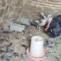 بوقلمون