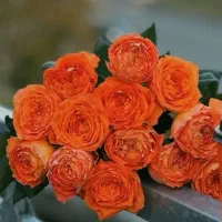 گل گیاه