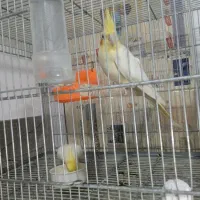 یه جفت عروس هلندی با پنچ تا تخم