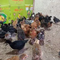 جوجه مرغ شهری|حیوانات مزرعه|قشم, |دیوار