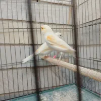 قناری جفت،  سهره ،سهره خاکی