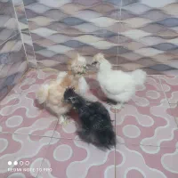 مرغ و جوجه ابریشمی ۳ ماهه