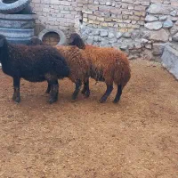 بره ماده های افشاری به همراه میش