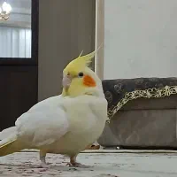 ۱جفتعروسهلندیباقفس|پرنده|اندیشه, شهرک کوثر|دیوار