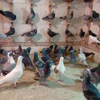دسته زیر سیمی|پرنده|شیراز, مهدی‌آباد|دیوار