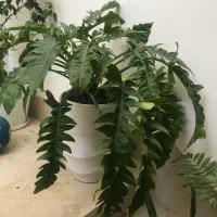 دکوریجات منزل|حراج|بجنورد, |دیوار