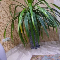 گل آپارتمانی