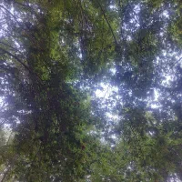 فروش باغ شهری ملوسجان