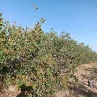 ۲۵۰قصب باغ پسته ثمری