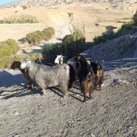 بز و بزغاله یا گوسفند داشتی درجه یک جوان