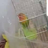 طوطی ماده بازیگوش و زرنگ دستی ولی باید عادت کنه