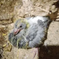 کفتر|پرنده|باخزر, |دیوار