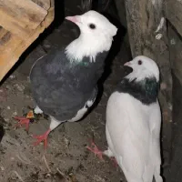 کبوتر معاوضه با مرغ عشق