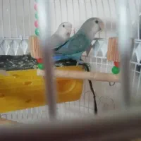 طوطی کوتوله سالم فروشی فوری