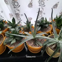 گلهای طبیعی