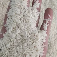 برنج طارم هاشمی.