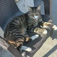 واگذاری رایگان گربه