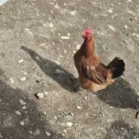 مرغ محلی تخم گذار یک ساله