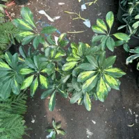 گلفروش|گل و گیاه طبیعی|ایذه, |دیوار