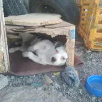 توله پیت بول واکسن خورده ۶۵ روزه|سگ|رباط‌کریم, الارد|دیوار