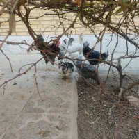 مرغ خروس گلین زیبا|حیوانات مزرعه|فولادشهر, B2|دیوار