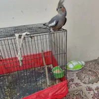 عروس هلندی ماده  سخن گو دستی|پرنده|تهران, امیریه|دیوار