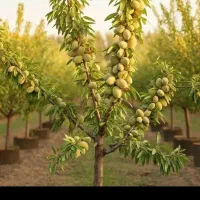 خرید بدون واسطه از نهالستان گردو و صنوبر