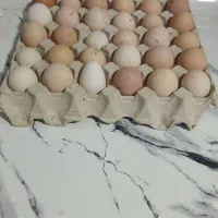 تخم مرغ بومی