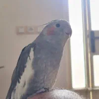 پرنده