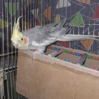 عروس‌سخنگو‌‌‌‌