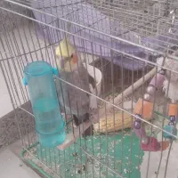 عروس هلندی|پرنده|گرمسار, |دیوار