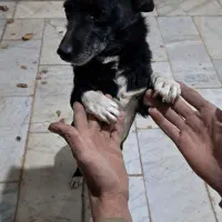 سگ...|سگ|مشهد, خرم آباد|دیوار