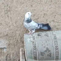 مفلق اصفهانی