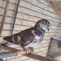 کبوتر پرشی(گرو)|پرنده|شاهین‌شهر, شهرک گلدیس|دیوار