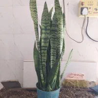 گل و گیاه سانسوریا ابلق|گل و گیاه طبیعی|اهواز, سیصد دستگاه|دیوار