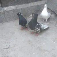 سه تا کفتر  معلقی