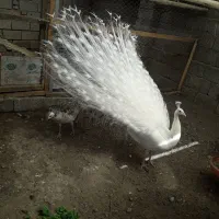 تخم نطفه دار طاووس هندی و مصری