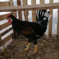 خروس گلین زیر کفتر