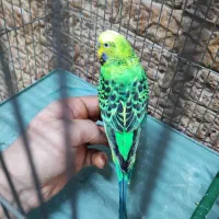 مرغ عشق|پرنده|قرچک, پویینک|دیوار