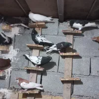 دسته کبوتر رنگی