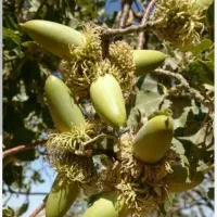 بلوط تازه یاسوج|خوردنی و آشامیدنی|چیتاب, |دیوار