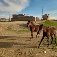 گاو معاوضه اسب