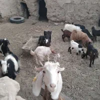 ۱۶ راس بز و بزغاله|حیوانات مزرعه|بردسکن, |دیوار