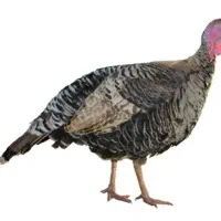 تعداد دوازده تا بوقلمون ماده