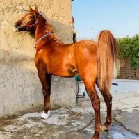 نریون کرند