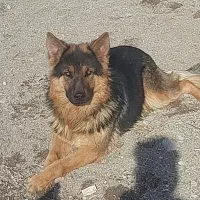سگ ژرمن نر ۱ سال و نیم