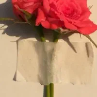 قیمت دونه ای شش هزار