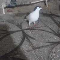 کفتر|پرنده|پاکدشت, پاکدشت (مامازند)|دیوار